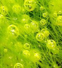 Chlorella Vulgaris Extract.jpg