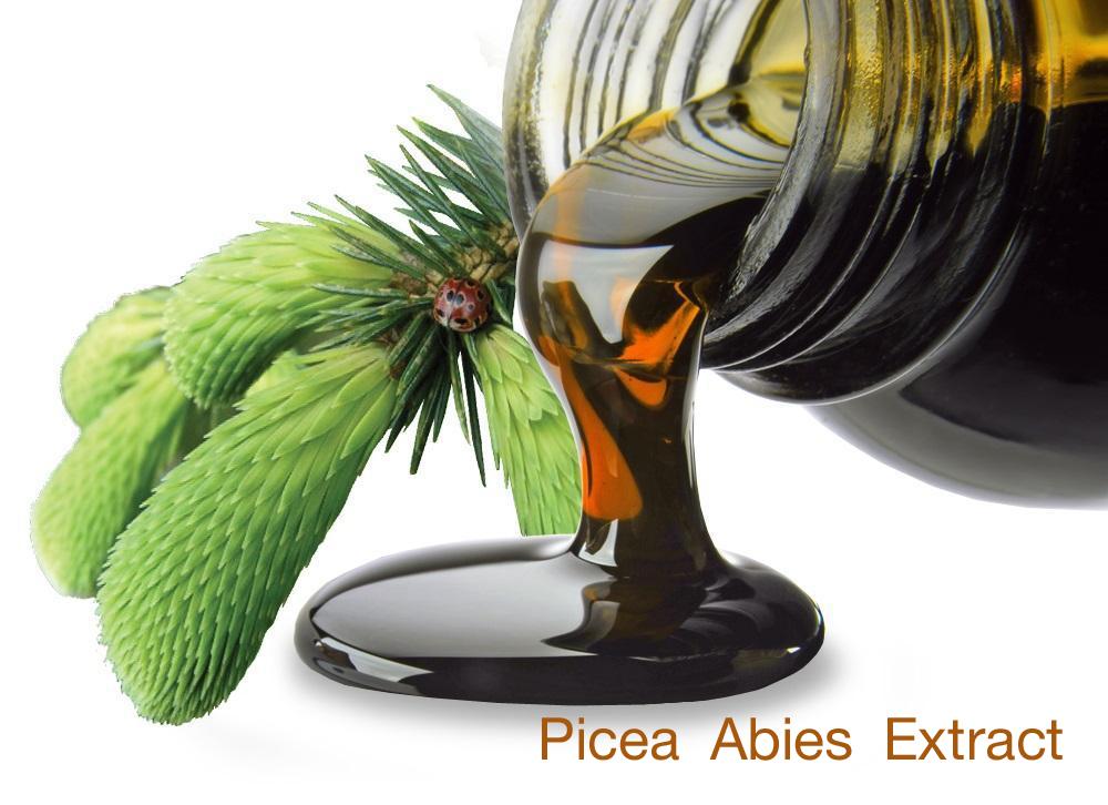 Picea-Abies-Extractป.jpg