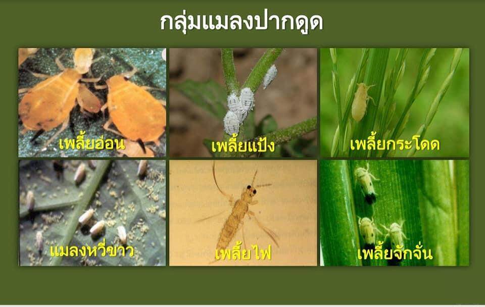 โปรวาโด-4