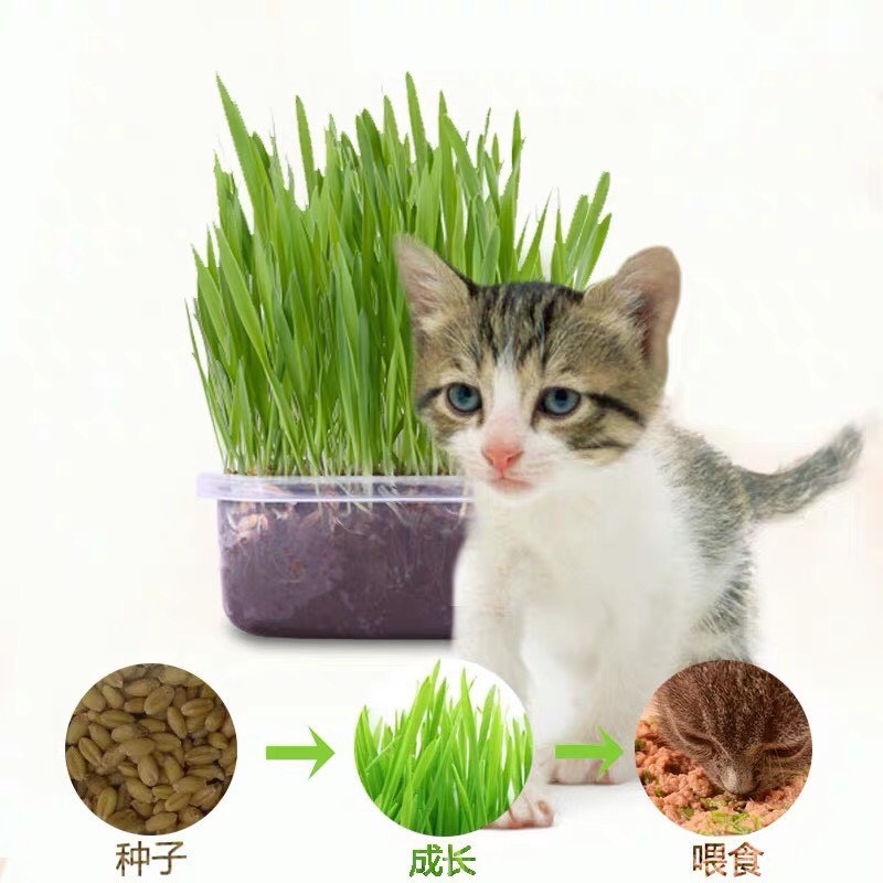 #P158กรงเเมวใหญ่หญ้าแมวแบบกล่อง ครบชุดพร้อมปลูก ต้นอ่อนข้าวสาลี ปลอดสารเคมี นำเข้าสดใหม่ สินค้าดี ราคาถูก พร้อมส่งในประเทศไทย