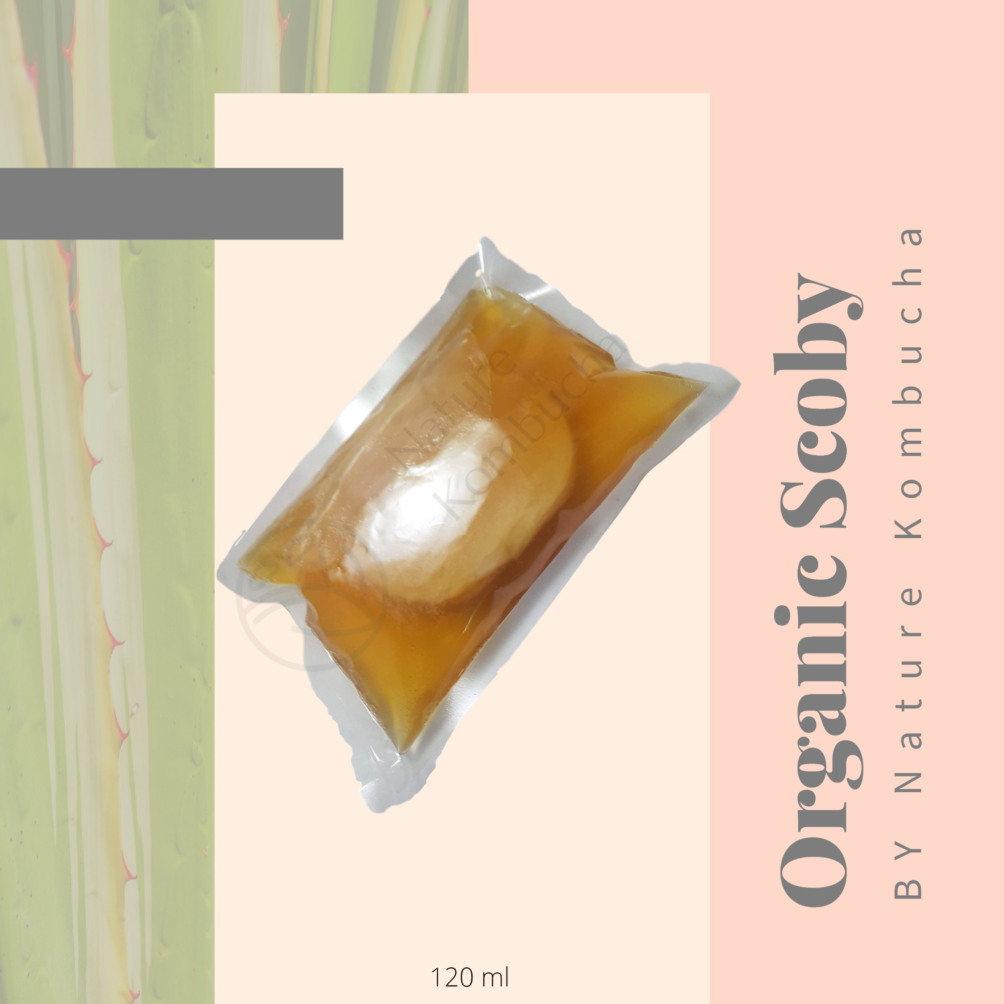 Kombucha Organic Starter and Scoby 120 ml  หัวเชื้อหมักคอมบูชา 120ml หรือคอมบูฉะ อินทรีย์| Nature Kombucha