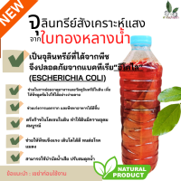ฟาร์มบ้านเรา จุลินทรีย์สังเคราะห์แสงจากใบทองหลางน้ำ (โรโดแบคเตอร์ แคปซูลลาตัส Rhodobactor Capsulatus ) ปลอดภัย ใช้เลี้ยงไข่ผำ ต้นเคลKaleได้ดี แพ็ค 2 ขวด