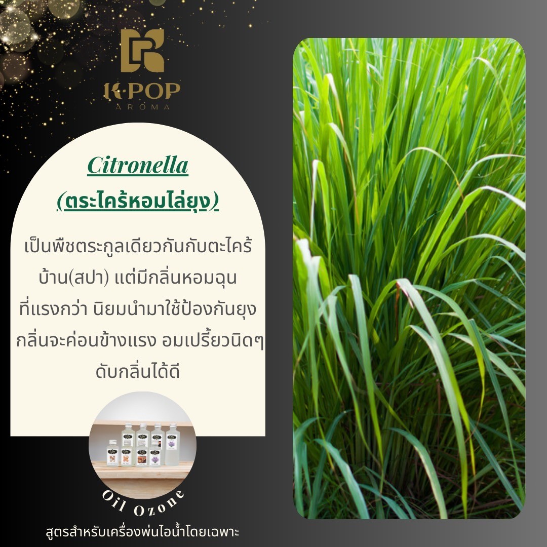 |K-Pop Aroma| น้ำมันหอมระเหย เครื่องพ่นไอน้ำ Oil ozone ✅ซื้อ 6 ฟรี 1❤️สำหรับเครื่องพ่นไอน้ำ น้ำหอมอโรม่าขนาดใหญ่ใส่เครื่องฟอกอากาศ ออยโอโซน Aroma for Humidifier น้ำมันหอมระเหย Aroma oil