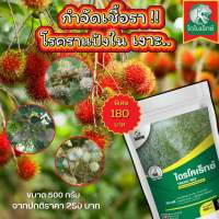 กำจัดเชื้อรา สาเหตุของโรคราแป้ง ใน เงาะ ไตรโคเดอร์มา ไตรโคเร็กซ์ ปลอดภัยต่อคนและสัตว์เลี้ยง
