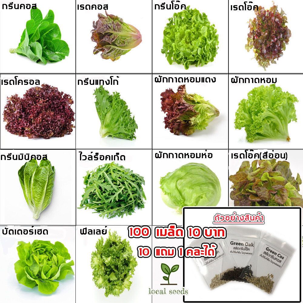 ??ขายดีอันดับ1?? เมล็ดผักสลัด 100-300 เมล็ด 10 บาท งอกดีมีคู่มือการปลูก [10 แถม 1 คละได้] / ผักอินทรีย์ เมล็ดสลัด เมล็ดพันธุ์ผักสลัด กรีนคอส