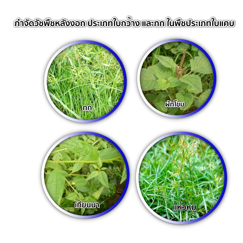 ดำ-1