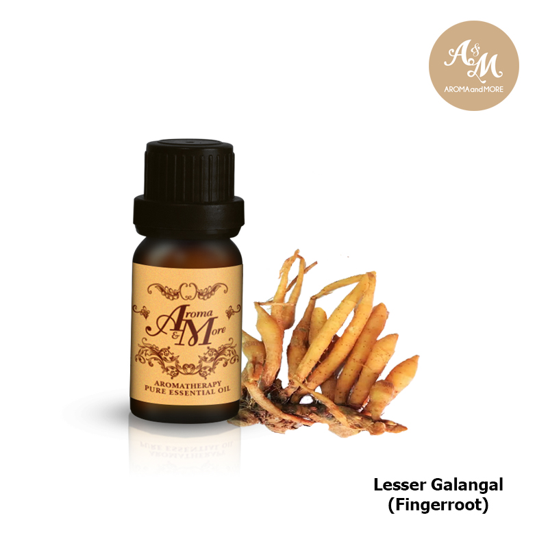 Aroma&More Lesser Galangal (Fingerroot) Essential Oil 100% THAI Camphorous, fresh and slightly floral notes. 5/10/30/100ML ราคา 859 บาท*ส่งฟรี