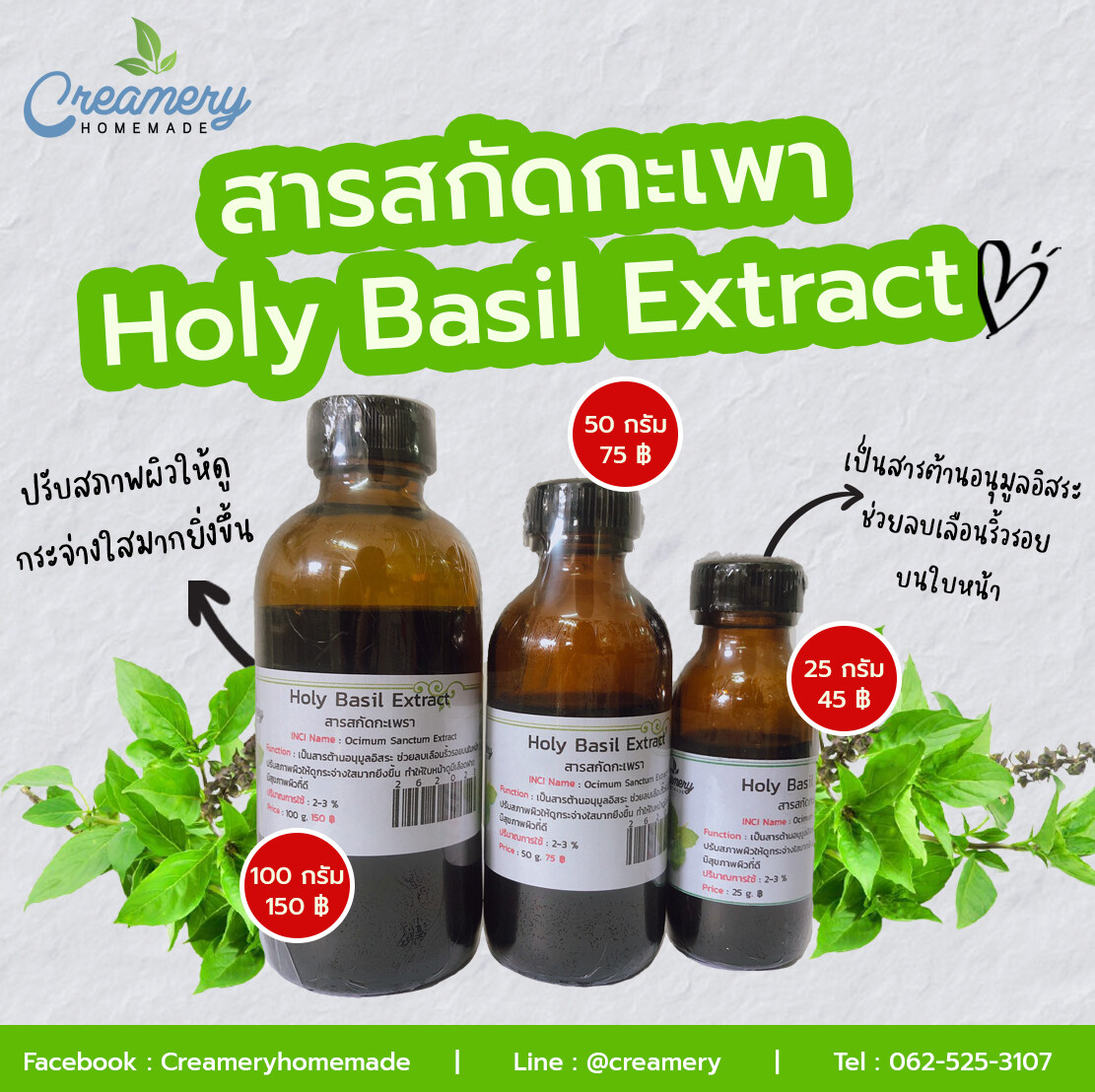 Holy Basil Extract . . 2024 Lazada .th