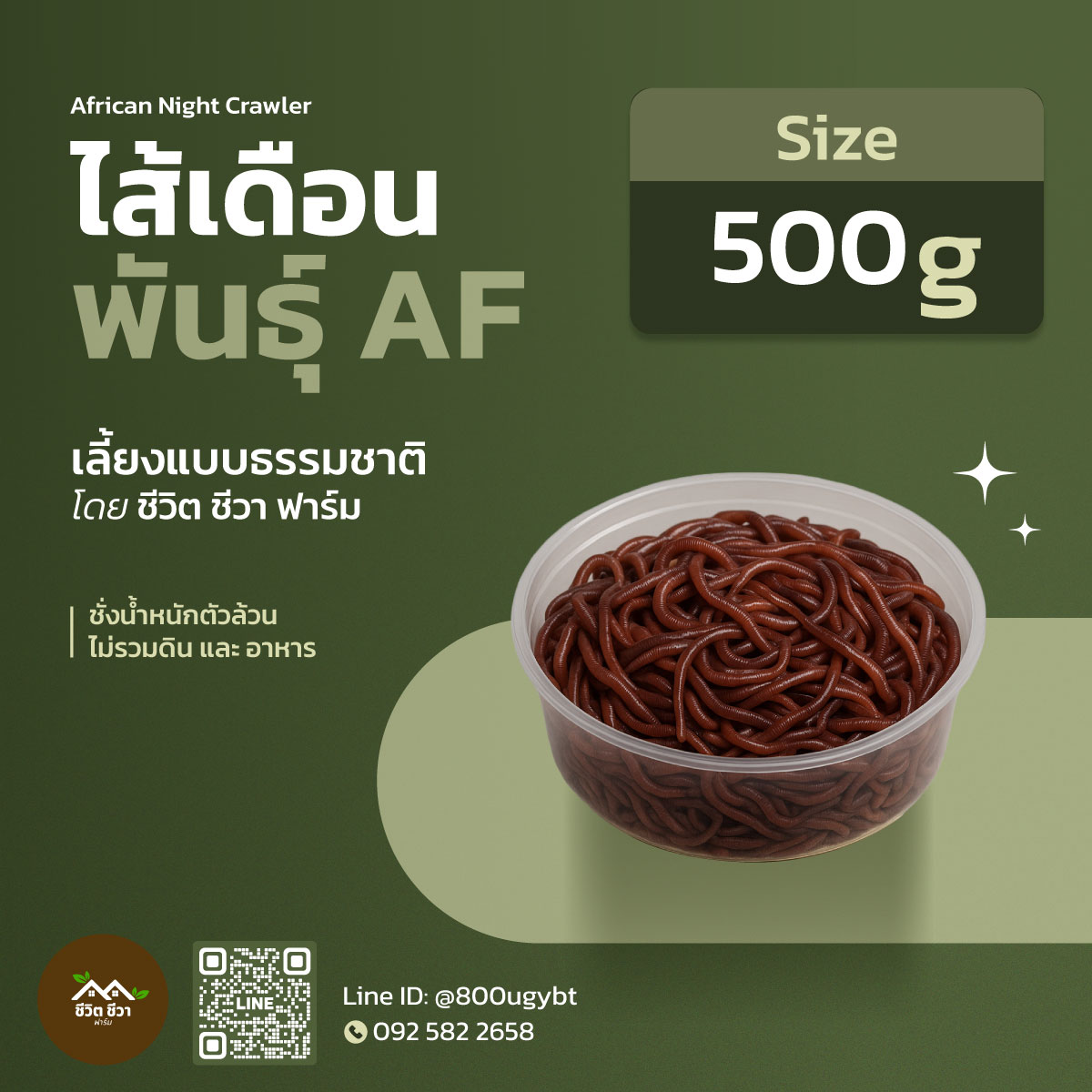 Af Earthworms Are Large and Fat and Eat Dairy Cow Manure for Complete Nutrients and More Than 200 Types of Hormones. ราคา 350 บาท*ส่งฟรี
