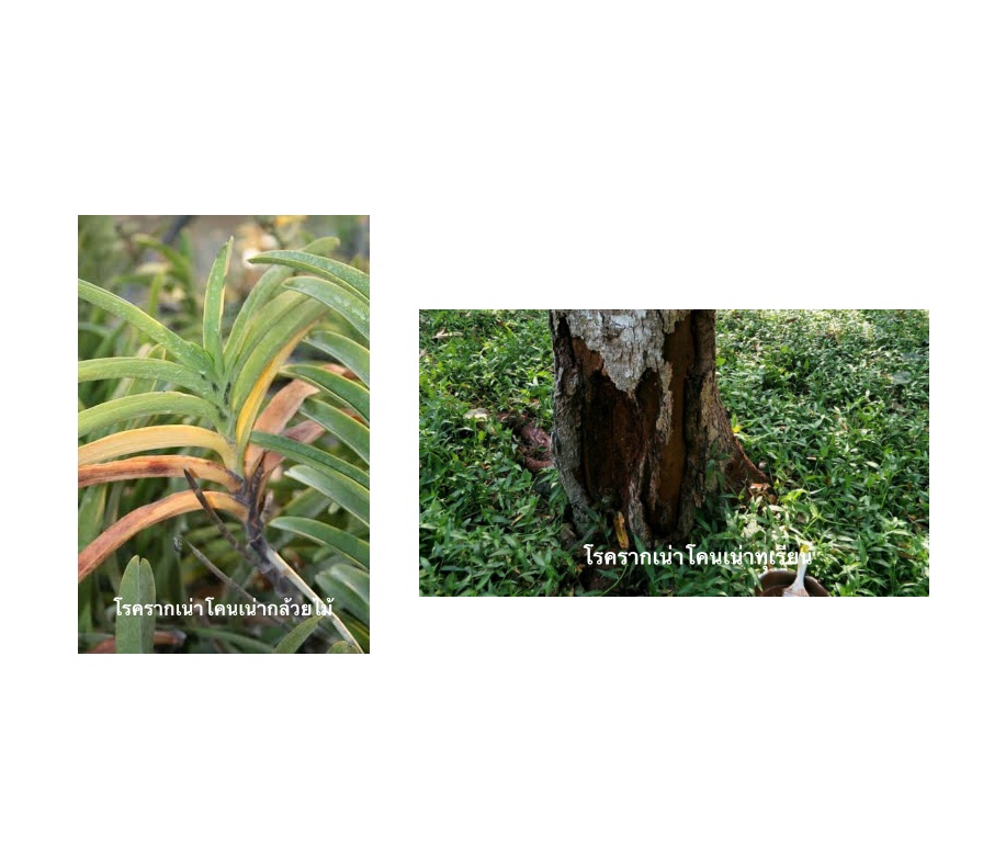 โซแลกซิล-1