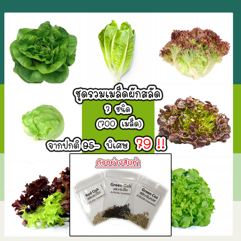 ??เมล็ดผักสลัด 7 ชนิด กรีนโอ๊ค เรดโอ๊ค กรีนคอส บัตเตอร์เฮด ผักกาดหอม เรดแรพปิด 700 เมล็ด 79 บาท ??งอกดีมีคู่มือการปลูก