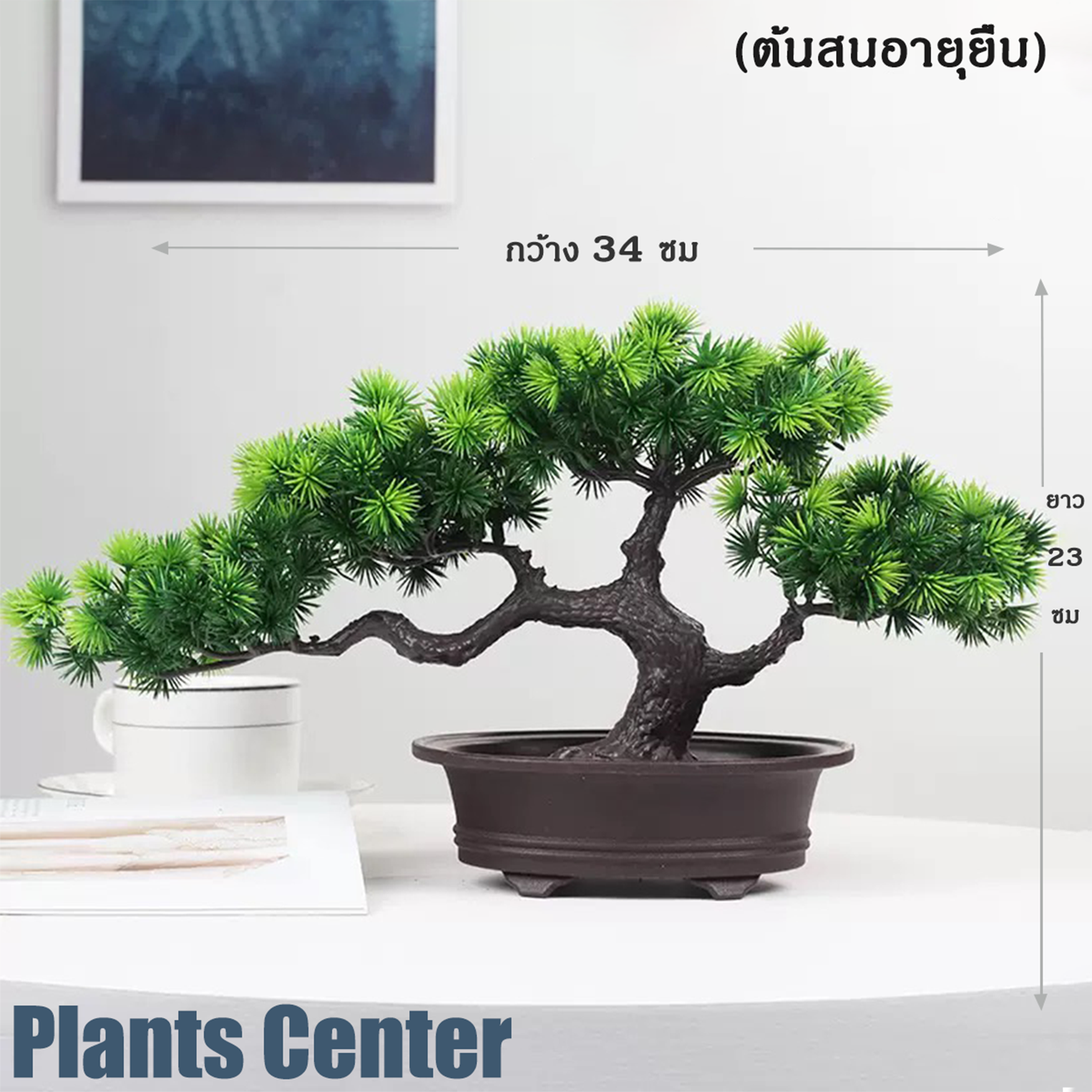 Plants Center พร้อมส่ง P018 ต้นบอนไซเทียม ต้นสนมงคล พร้อมกระถาง ต้นไม้มงคล ต้นไม้ตกแต่งบ้าน แต่งสวน