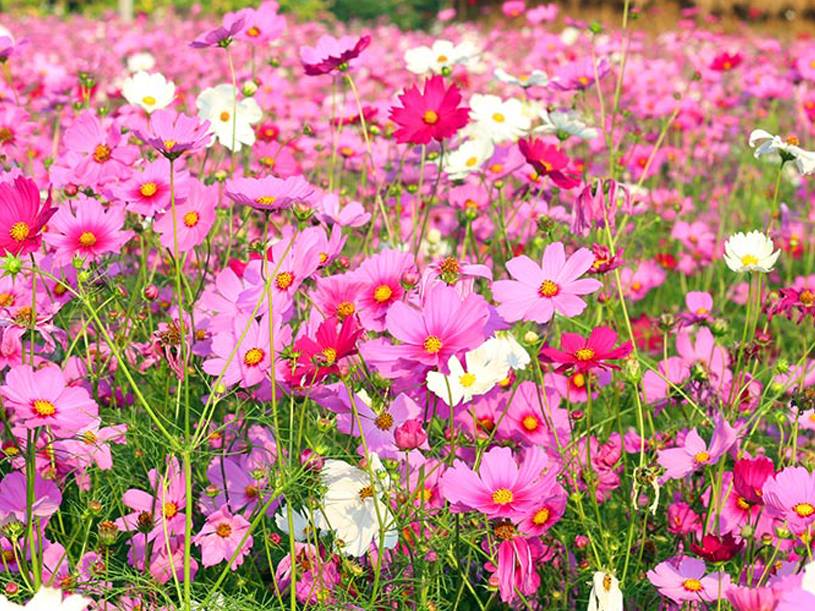 ดาวกระจาย-1