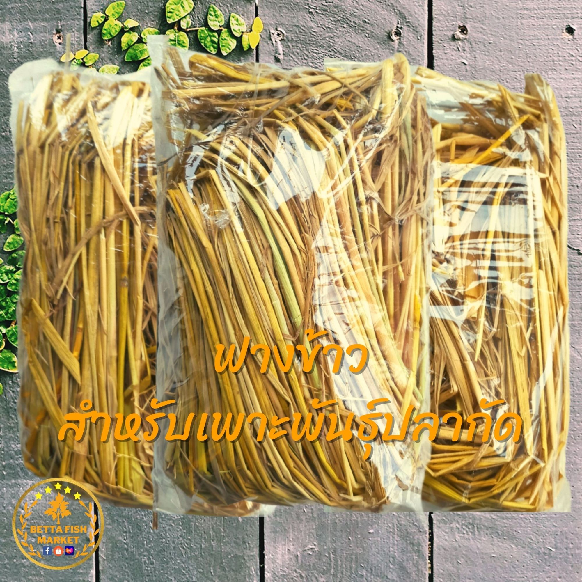 ฟางข้าว สำหรับเพาะปลากัด เพาะไรแดง เพิ่มอัตรารอดของลูกปลาเยอะ ราคา 20 บาท*ส่งฟรี
