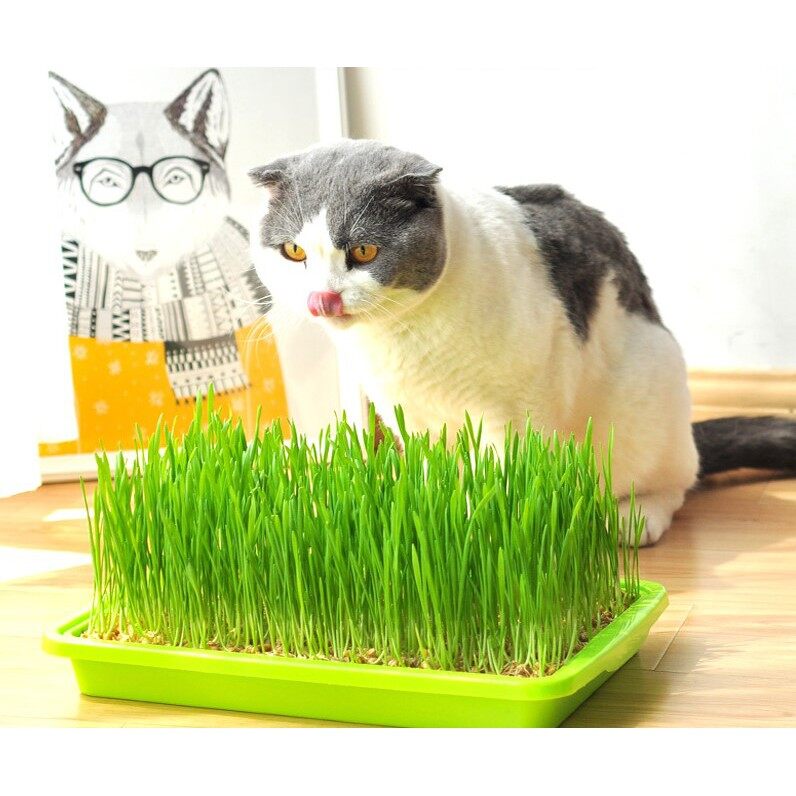 #P159 ชุดปลูกข้าวสาลีแมว Hydromonic เมล็ดข้าวสาลี หญ้าแมวแบบถาด หญ้าแมว