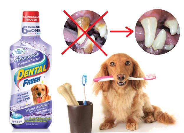 Dental Fresh Dog น้ำยาดับกลิ่นปากสุนัข น้ำยาบ้วนปากสุนัข น้ำยาผสมน้ำ สูตรลดคราบหินปูนล้ำลึก 2 เท่า สำหรับสุนัขทุกสายพันธุ์ (503 มล./ขวด)