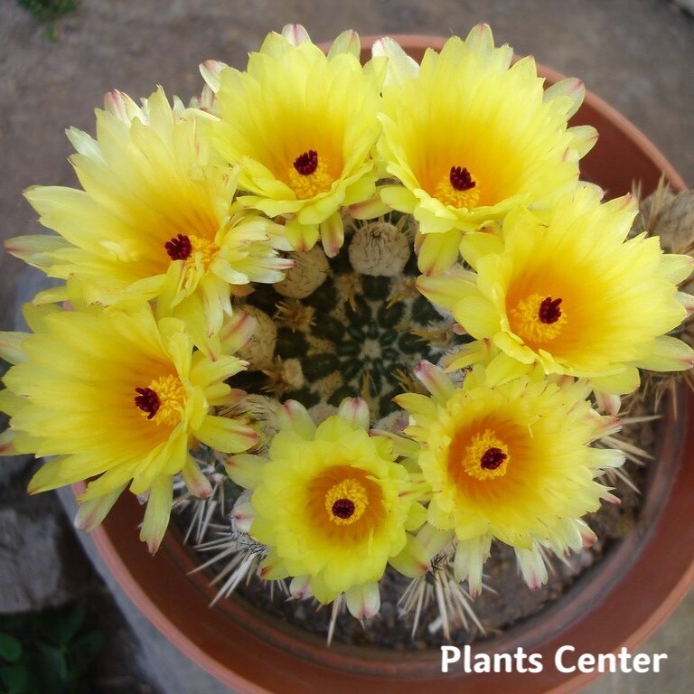 กระบองเพชรไม้ลำ แคคตัส cactus Parodia submammulosa seeding 8-10cm