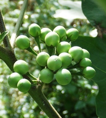 พวง-3