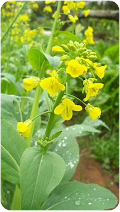 ต้นขาว-3