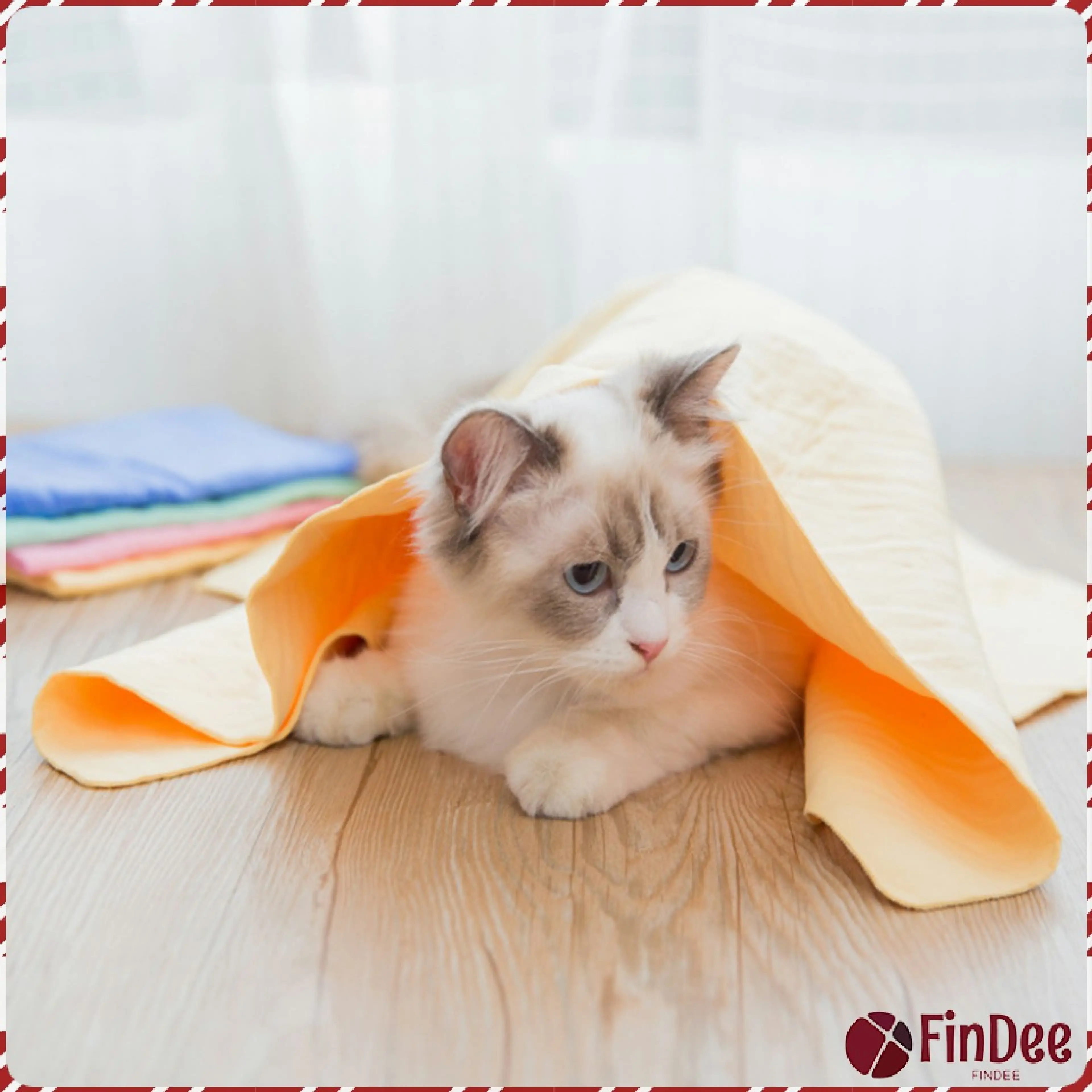 FinDee ผ้าชามัวร์ ผ้าเช็ดรถ ผ้าอเนกประสงค์ดูดซับน้ำได้ดี Multipurpose towel - รูปที่ 1