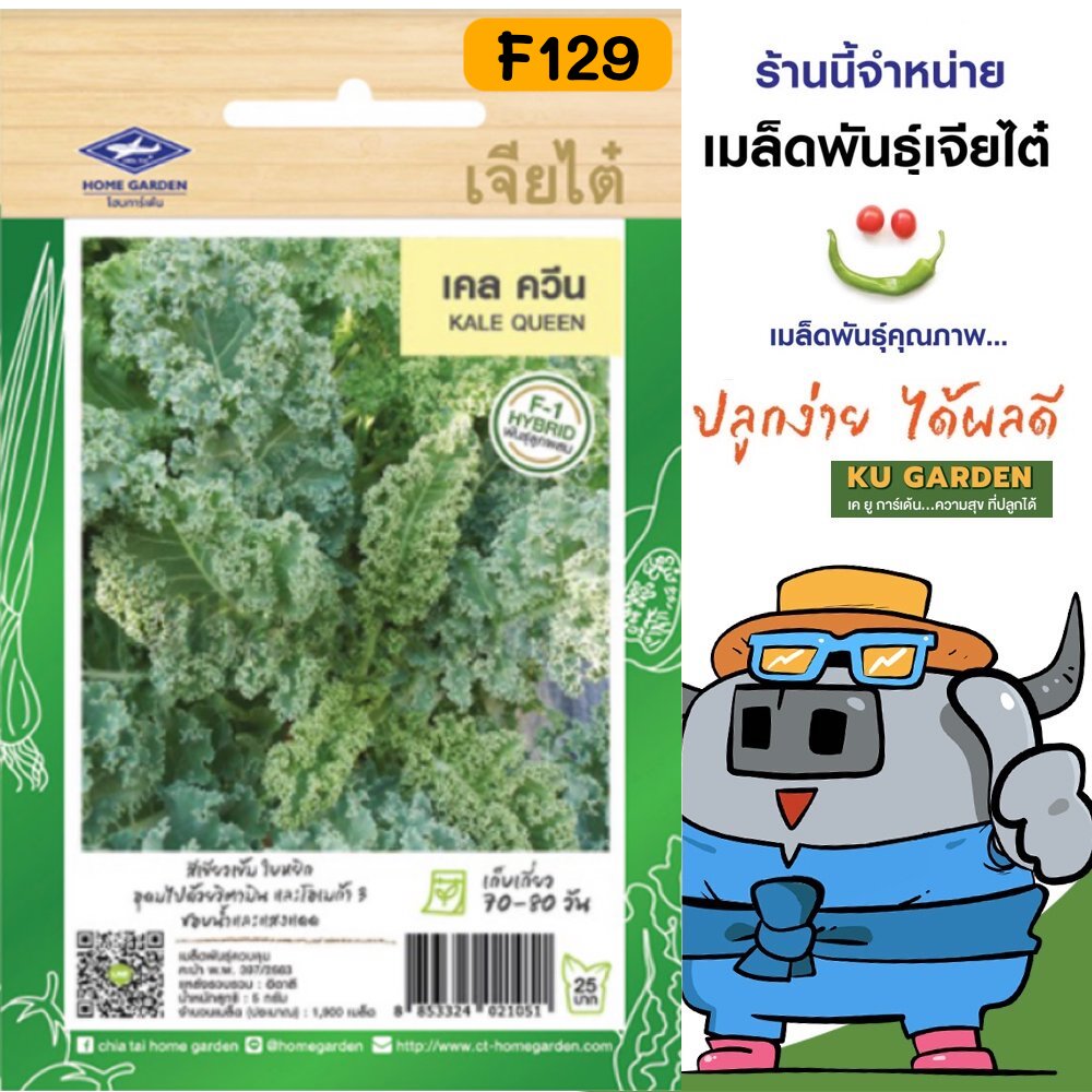 CHIATAI 🇹🇭 ผักซอง เจียไต๋ F129#คะน้าใบหยิก ผักเคลควีน F1 ประมาณ 1,900 เมล็ด เมล็ดพันธุ์ผัก เมล็ดผัก เมล็ดพืช ผักสวนครัว ผักสลัด