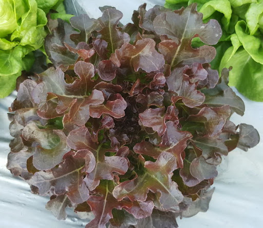 สีเขียว-4