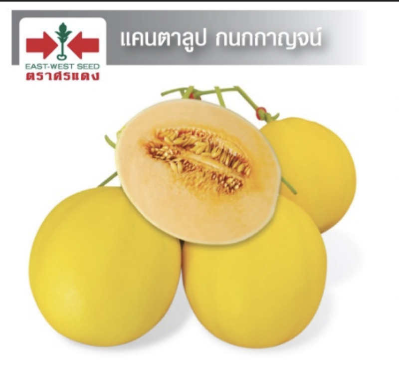 สีเหลือง-1