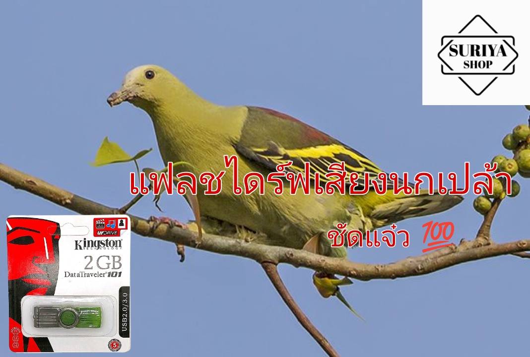 แฟลชไดรฟ์ เสียงนกเปล้า นกเปล้า ชัดแจ๋ว100% เสียงดี เข้าแน่นอน ใช้ไม่ได้ยินดีคืนเงิน ราคา 130 บาท*ส่งฟรี