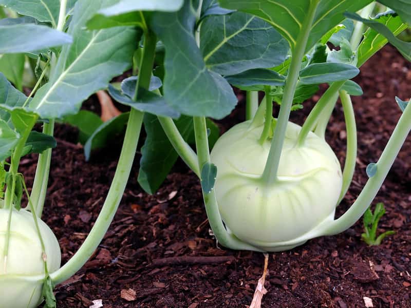 สีเขียวอ่อน-1