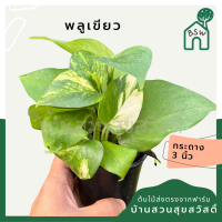 (5 ฟรี 1) ต้นไม้มงคล ไม้ฟอกอากาศ ต้นใหญ่ รากแน่น ต้นไม้เสริมดวง ต้นไม้มงคลสวยๆ
