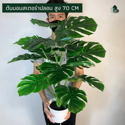 ต้นไม้ปลอม ต้นมอนสเตอร่า สูง 70 CM หนา 18 ใบ กระถางพลาสติกสีขาว 6 นิ้ว ฐานปูนสีดำ พร้อมส่ง