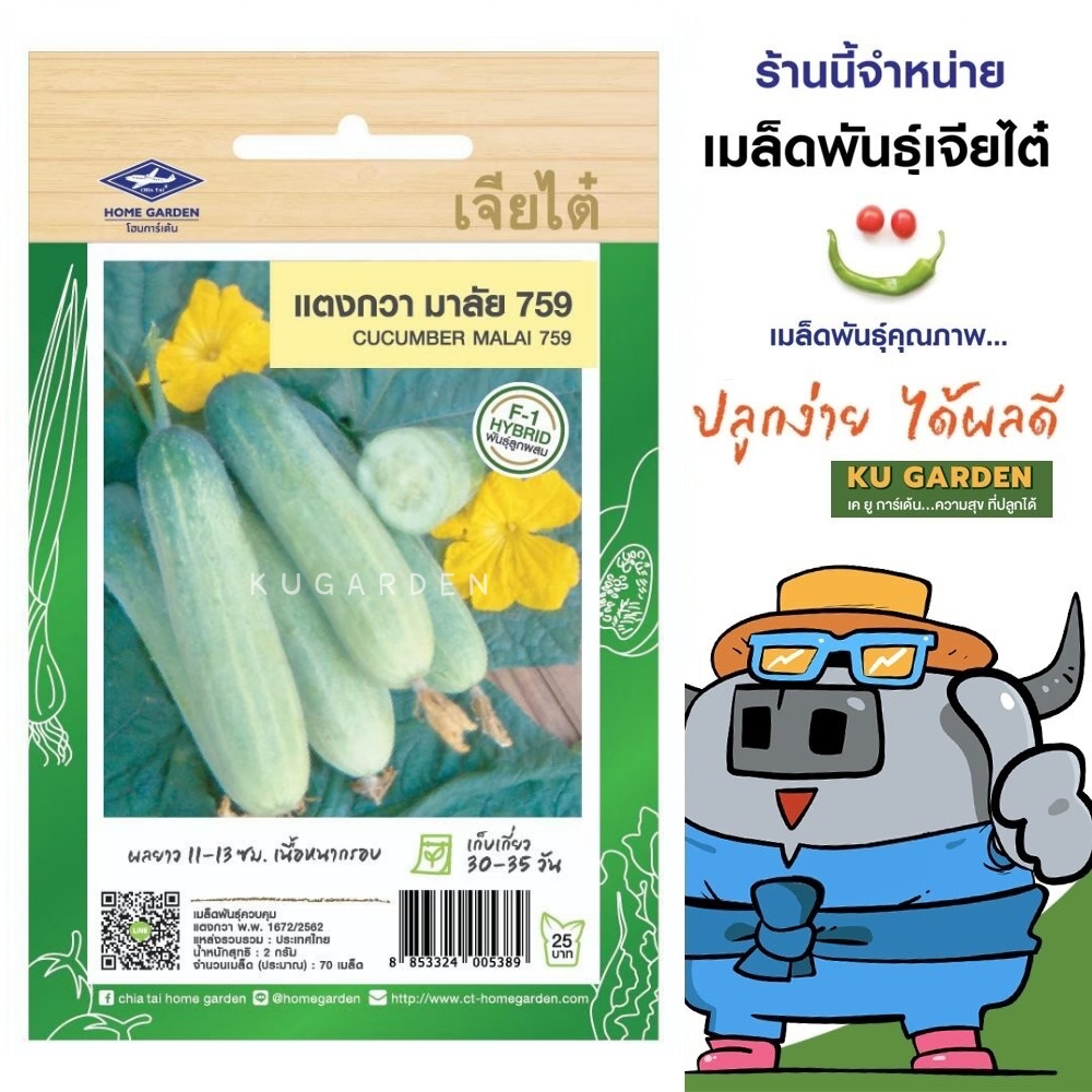 CHIATAI 🇹🇭 ผักซอง เจียไต๋ F030#แตงกวา มาลัย759F1  ประมาณ 70เมล็ด เมล็ดพันธุ์ผัก เมล็ดผัก เมล็ดพืช ผักสวนครัว
