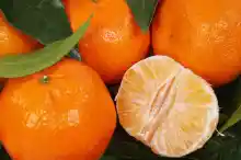 ภาพขนาดย่อของสินค้า️ ส้มไร้เมล็ด ส้มผลไม้มงคล สรรพคุณของส้ม ส้มคัดพิเศษ 1,000กรัม ส้มเปลือกบาง หวานฉ่ำ เก็บได้นาน 15-20 วัน 14 วัน ยิ่งเก็บนานยิ่งหวานฉ่ำ