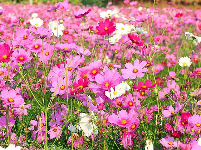 ดาวกระจาย-2