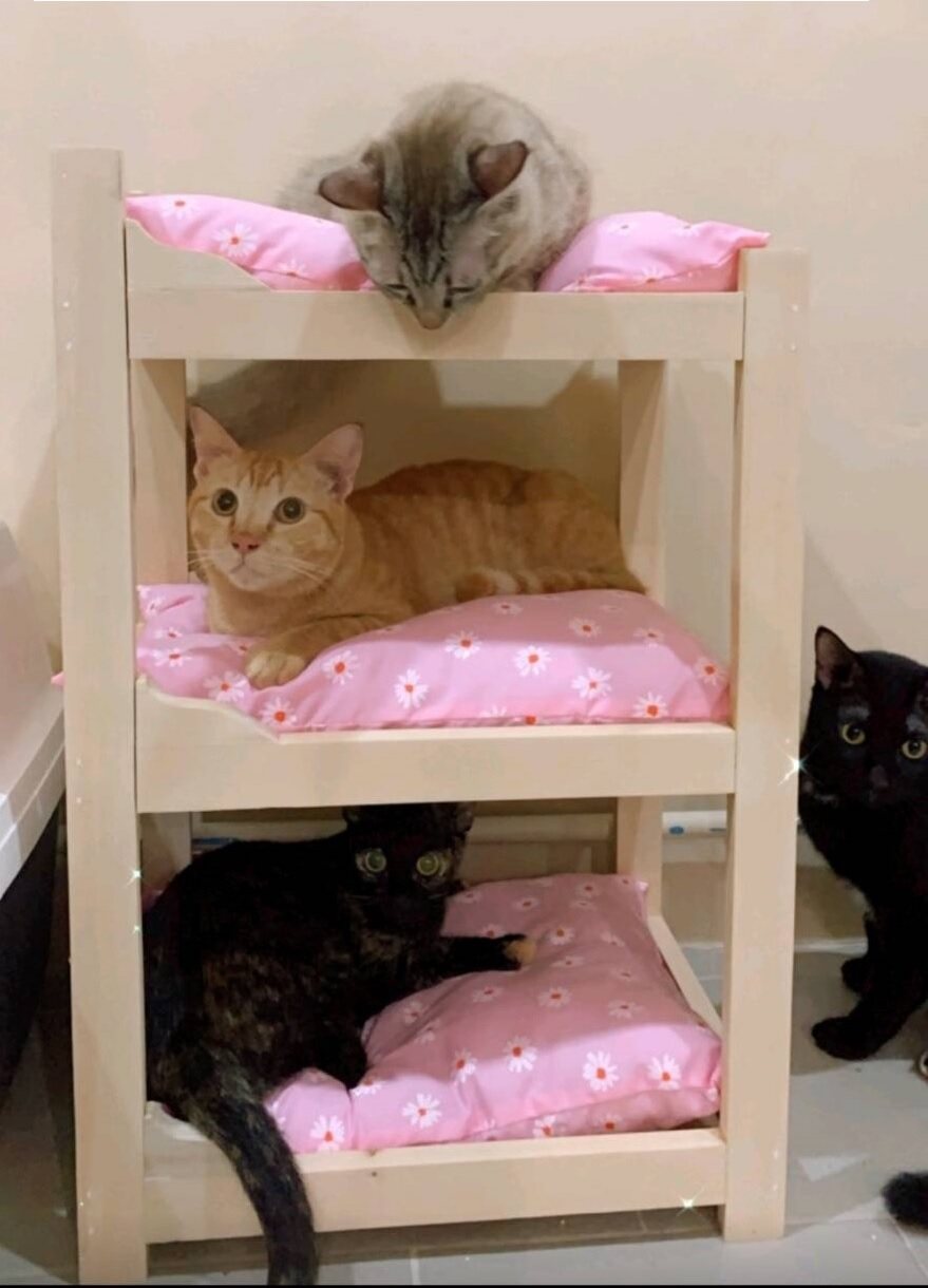 เตียงแมว เตียงกระต่าย เตียงไม้ 3ชั้น 2ชั้น
