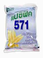 เมล็ดพันธุ์ข้าวโพดฝักอ่อน แปซิฟิค571 ข้าวโพดแอ้  แบบแบ่งขาย ตามน้ำหนัก