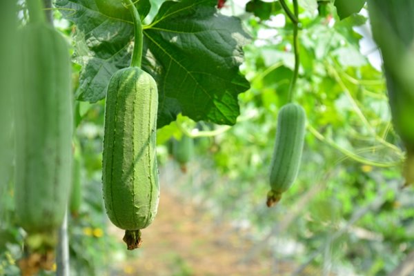 บวบหอมสั้น-1