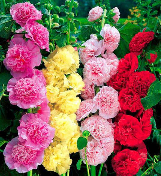 ฮอลลี่ฮ็อค-2