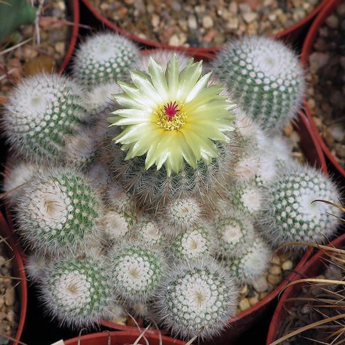 กระบองเพชร แคคตัส cactus Notocactus Parodia scopa ฟอร์มกอ ขนอ่อน(ไม้นำเข้า)9-10cm