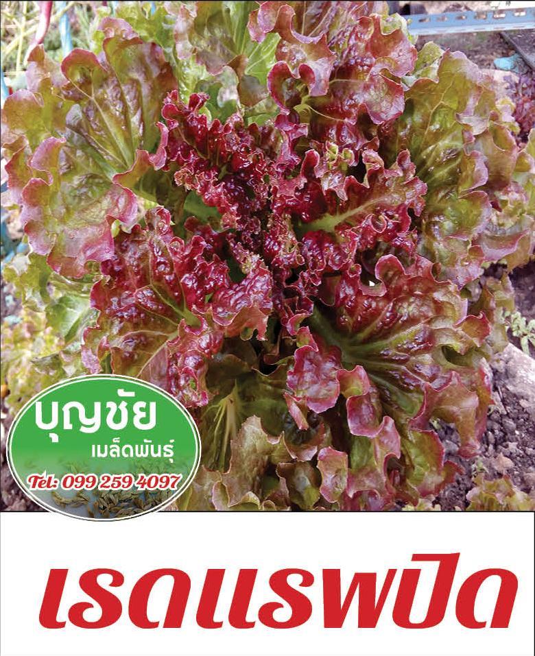 เรดแรพปิด (ผักกาดหอมใบแดง) 100 seed (ซื้อ10 แถม1) เมล็ดผักสลัด  / เมล็ดพันธุ์ / เมล็ดพันธุ์พืช / เมล็ดผัก คุณภาพดี อัตราการงอกสูง พร้อมคำแนะนำการเพาะเมล็ด