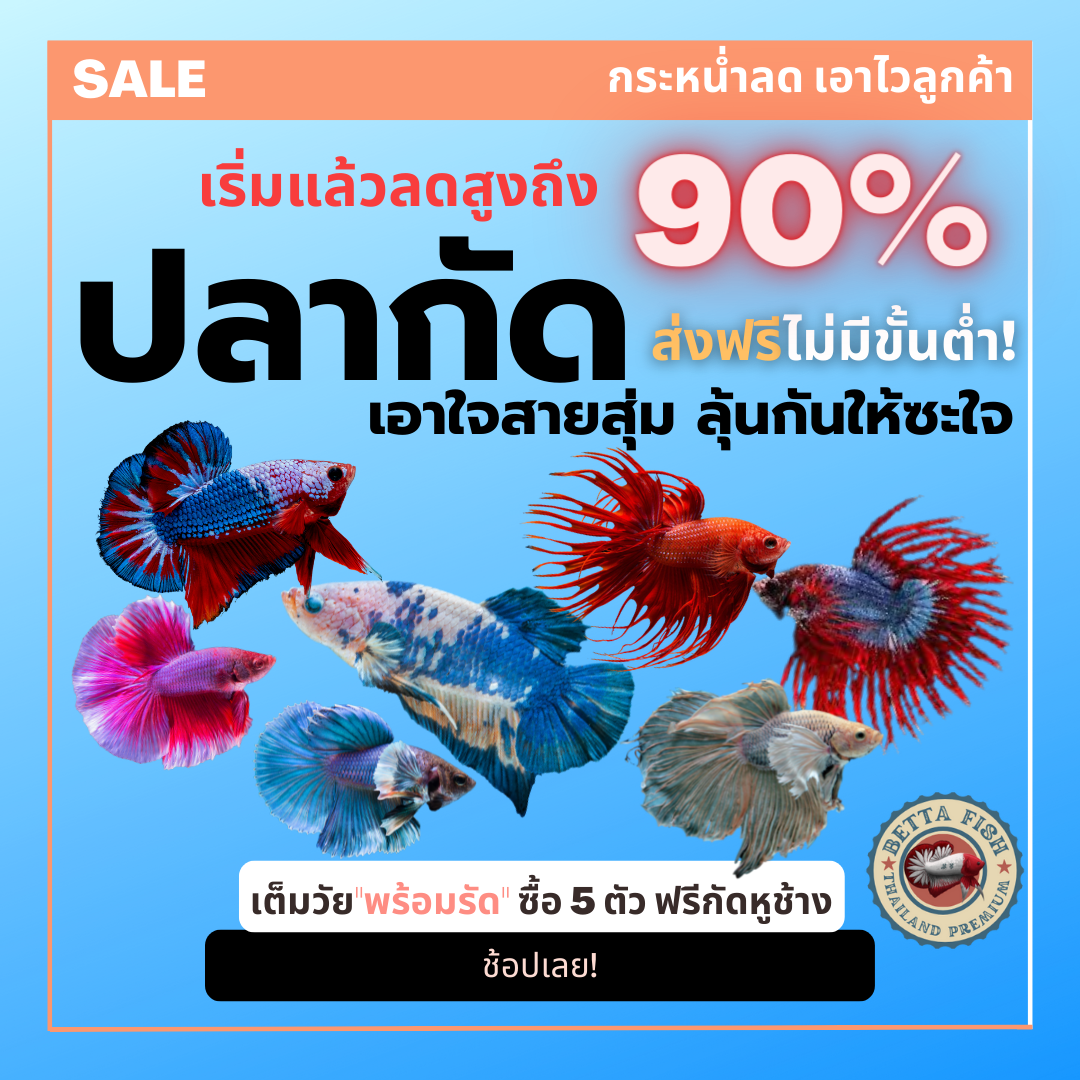 กัดสวยงาม เอาใจสายสุ่ม คละสายพันธ์ ลดราคาถูกที่สุด ลุ้นสองต่อ ส่งฟรี มีรับประกัน
