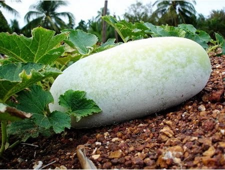 แกร่งสยาม-3