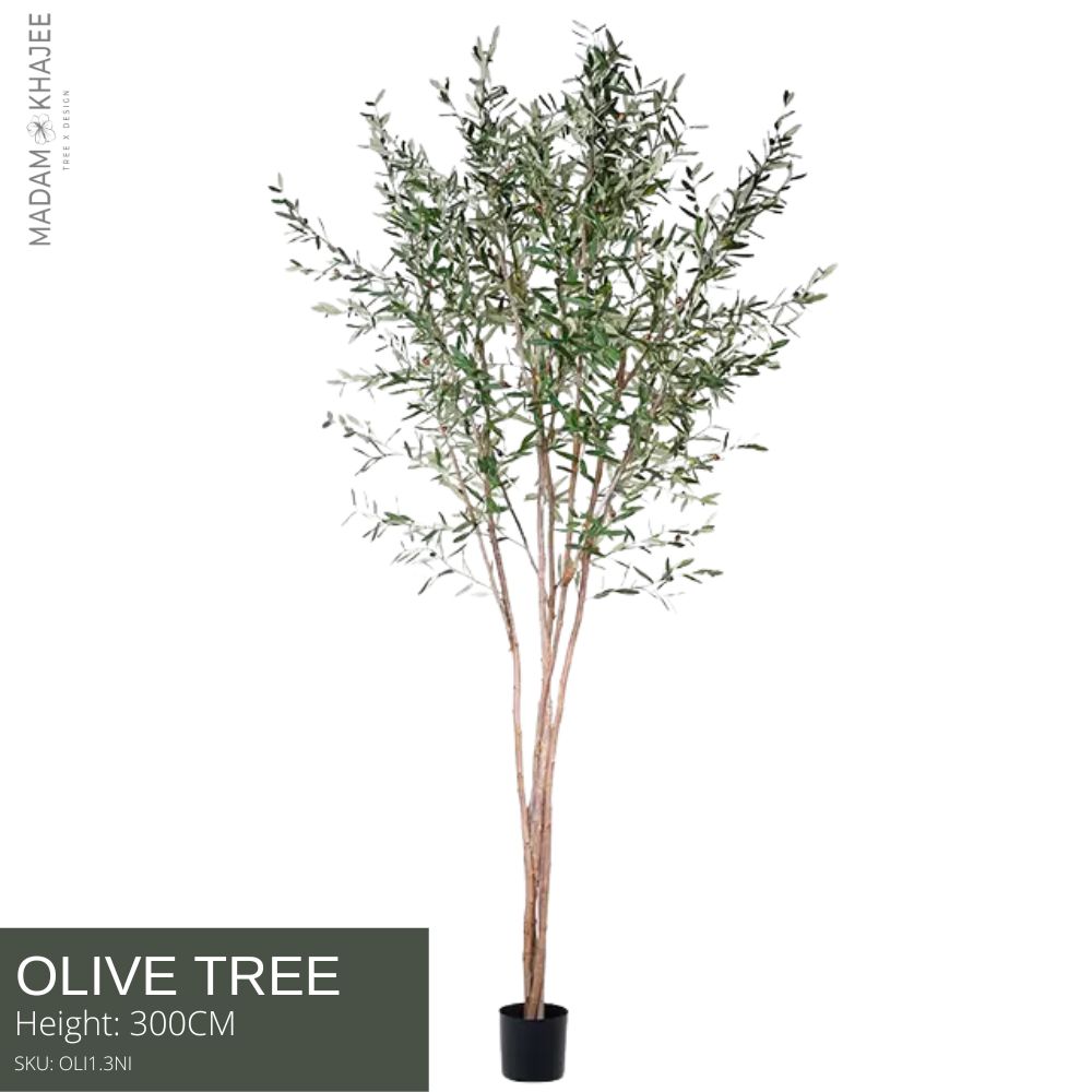 Olive Tree Height 300 Cm. ราคา 29,500 บาท*ส่งฟรี