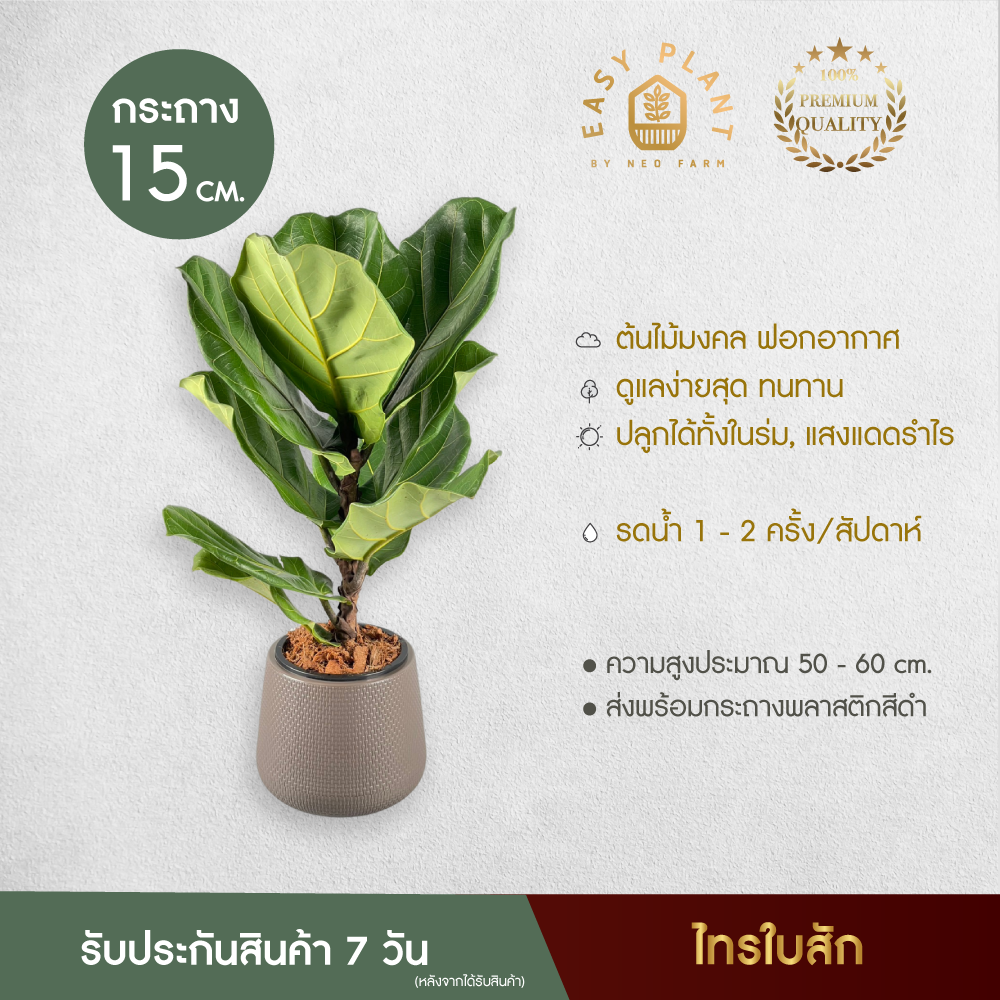 ไทรใบสัก (XL) ต้นไม้ฟอกอากาศ ต้นไม้มงคล ต้นไม้ประดับ ต้นไม้ในห้องนอน ตกแต่งบ้านและสวน ทนทาน เลี้ยงง่าย - easyplant ราคา 399 บาท*ส่งฟรี
