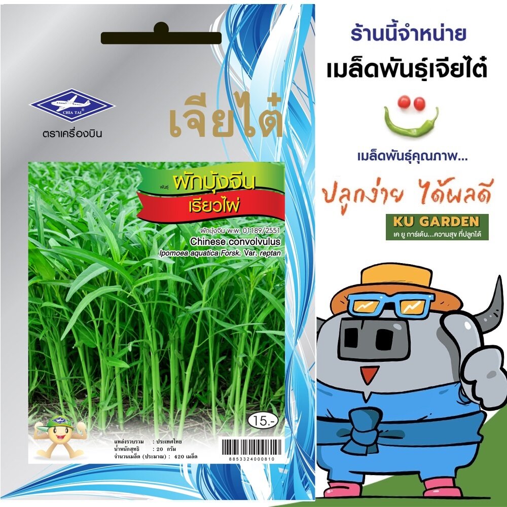 CHIATAI 🇹🇭 ผักซอง เจียไต๋ ผักบุ้งจีน เรียวไผ่ O006 ประมาณ 400 เมล็ด ผักบุ้ง เมล็ดพันธุ์ผัก เมล็ดผัก เมล็ดพืช ผักสวนครัว