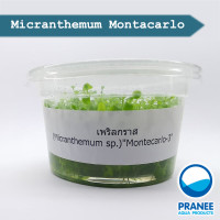 Micranthemum เพริลกราส (เนื้อเยื่อ)