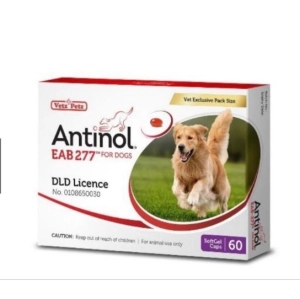 ภาพหน้าปกสินค้าAntinol Dog อาหารเสริมบำรุงข้อสำหรับสุนัข  บรรจุ 60 caps / 1 กล่อง ซึ่งคุณอาจชอบสินค้านี้