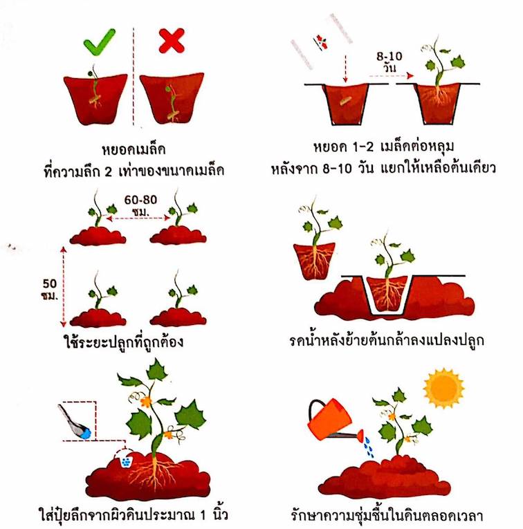 เขียว-2
