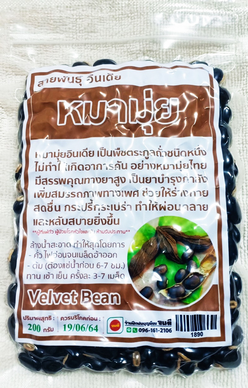 หมามุ่ยสายพันธุ์อินเดีย Velvet Bean เมล็ดหมามุ่ย เม็ดหมามุ่ย หมามุ่ยอินเดีย สมุนไพรหมามุ่ย (Indian Nettles Seed Velvet Bean 200 grams)