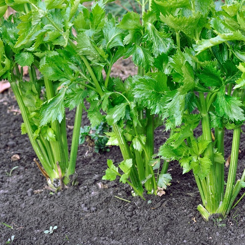 คื่นฉ่ายเจียไต๋-2